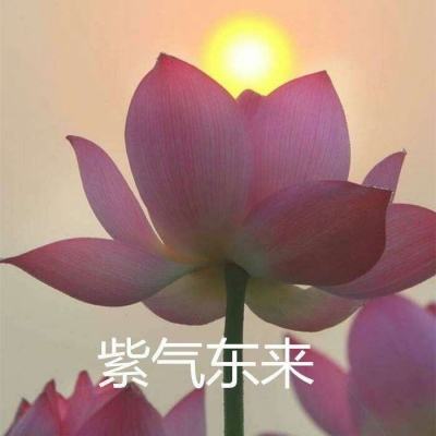 放开那西游官方版下载
